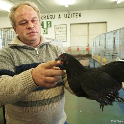 Krajové rázy české selské slepice - Díl 3.