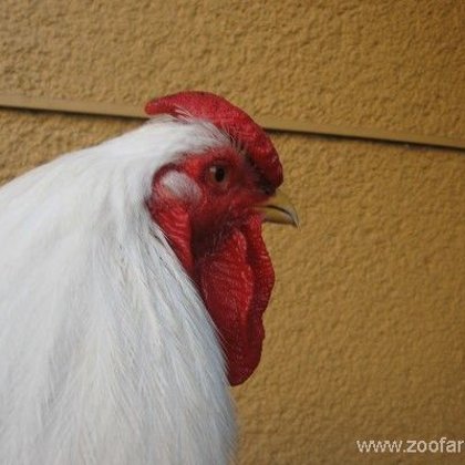 Krajové rázy české selské slepice - Díl 3.