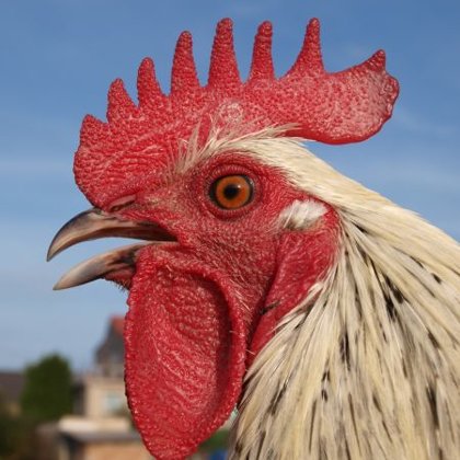 Detail hlavy české stříbrné kropenky