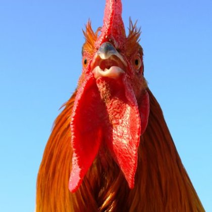 Detail hlavy české slepice koroptví