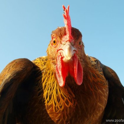 Detail hlavy české slepice koroptví