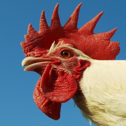 Detail hlavy české slepice bílé