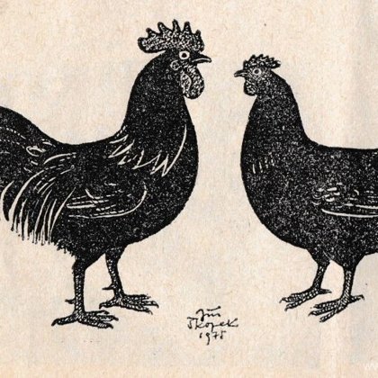Česká slepice černá, kresba od jejího chovatele Jiřího Škopka (1975)