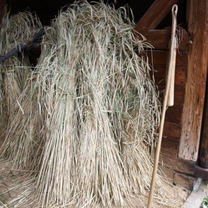 Po vymlácení obilných snopů cepy a následném prosetí se oddělilo zrno od plev.