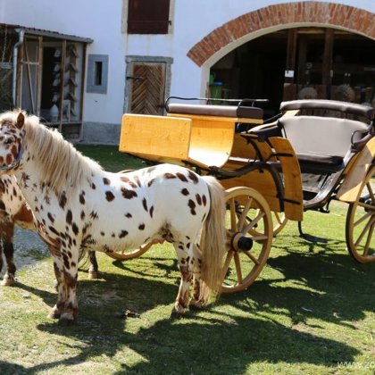 V roce 1913 použil Karel Škoda k vyhledávání posledních zbytků českých slepic konskou bryč