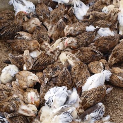 Kuřata českých zlatých kropenek jsou v juvenilním peří nápadně páskovaná