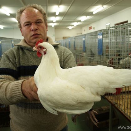 Posuzovatel drůbeže Josef Buršík při hodnocení 0. 1. české slepice bílé