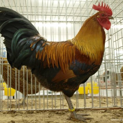 česká zlatá kropenka