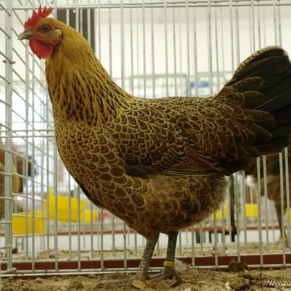 česká zlatá kropenka