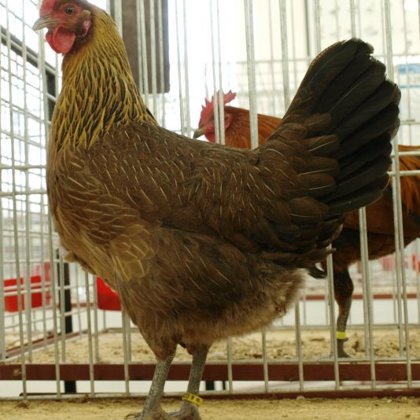 česká slepice koroptví