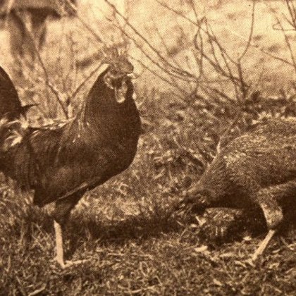 Téměř sto let stará fotografie českých slepic z chovu Čestmíra Císaře