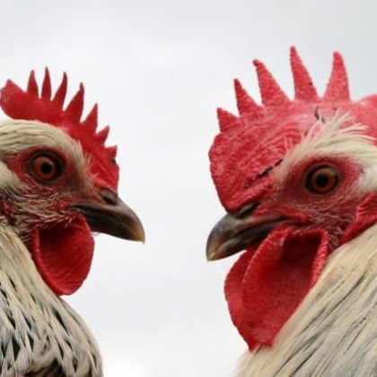 Pár českých stříbrných kropenek