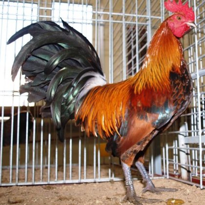 zdrobnělá (zakrslá) česká slepice zlatá kropenatá