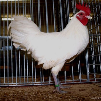 zdrobnělá (zakrslá) česká slepice bílá