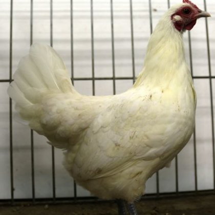 zdrobnělá (zakrslá) česká slepice bílá