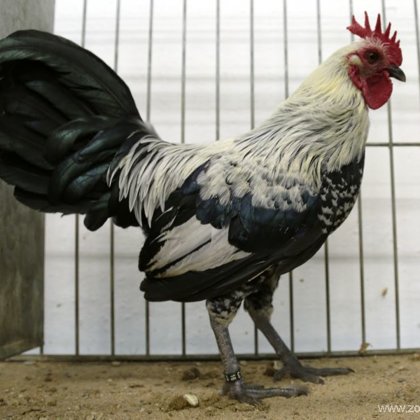 zdrobnělá (zakrslá) česká slepice stříbrná kropenatá