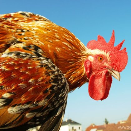 detail hlavy, zdrobnělá (zakrslá) česká slepice tříbarevná (porcelánová)