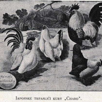 Japonské trpasličí kury Chabo, Svět zvířat, 1902