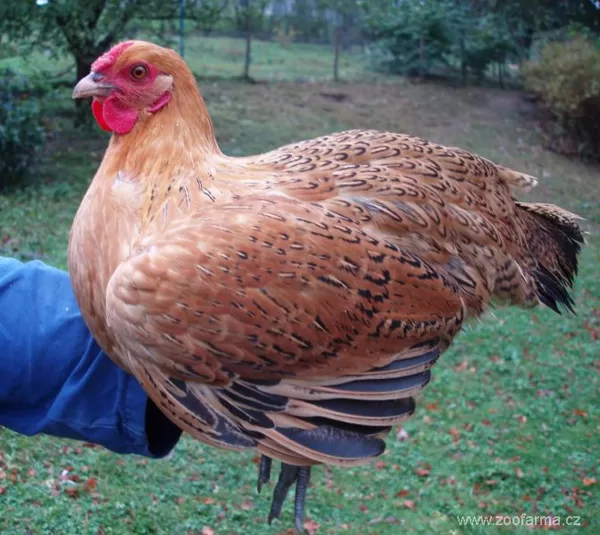 Krajové rázy české selské slepice - Díl 3.