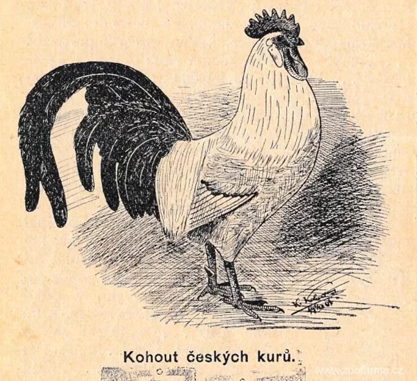 Vyobrazení české slepice v Životě zvířat.