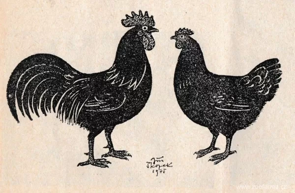 Česká slepice černá, kresba od jejího chovatele Jiřího Škopka (1975)
