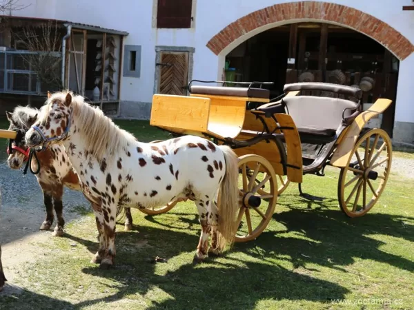 V roce 1913 použil Karel Škoda k vyhledávání posledních zbytků českých slepic konskou bryč