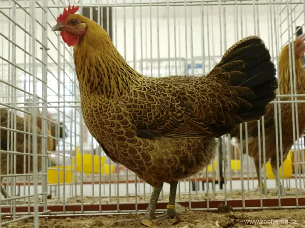 česká zlatá kropenka