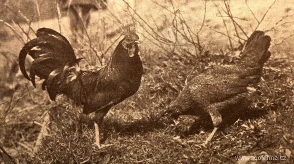 Téměř sto let stará fotografie českých slepic z chovu Čestmíra Císaře