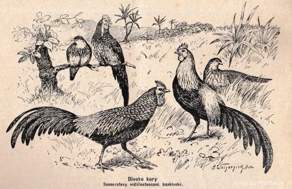 Kur bankivský (Gallus gallus) a kur Sonneratův jsou pokládaní za předky domácího kura.