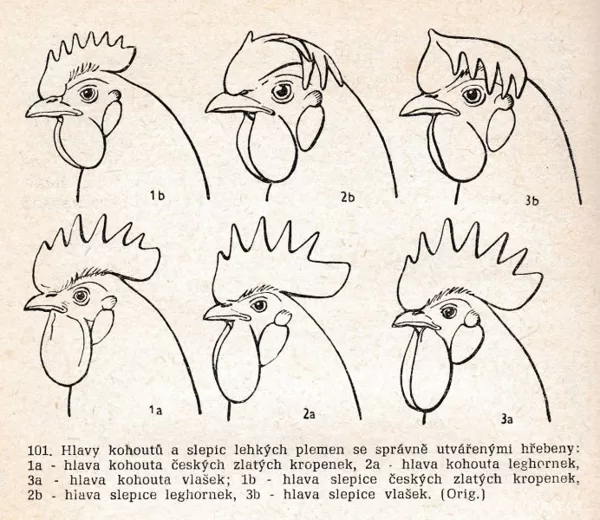 Hlavy kohoutů lehkých plemen slepic, kam patří česká zlatá kropenka.