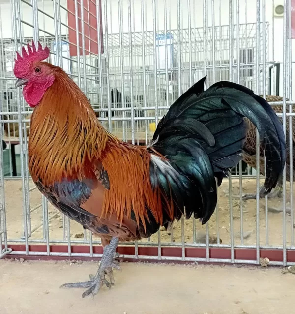 Speciální výstava 2023