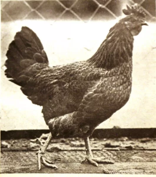 Česká slepice z chovu Čestmíra Sedláka, před rokem 1940