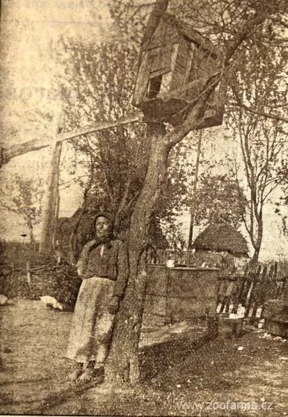 Pradávný způsob chovu drůbeže se uchoval v Egreši, východní část Československa, rok v 192