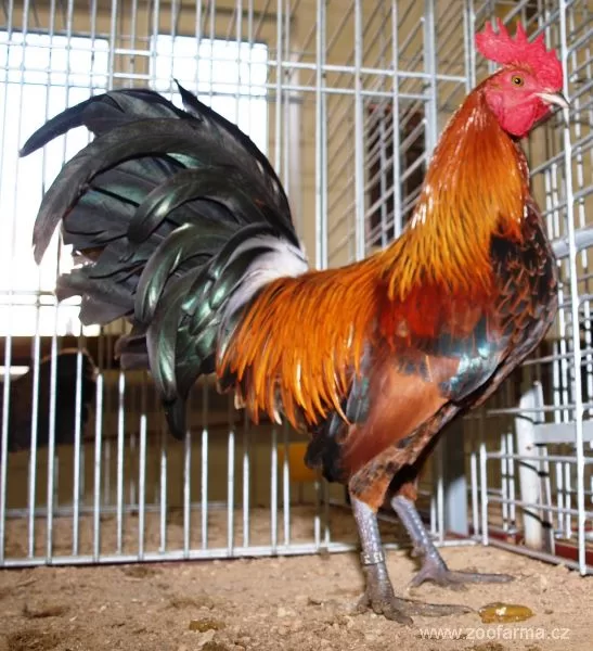 zdrobnělá (zakrslá) česká slepice zlatá kropenatá