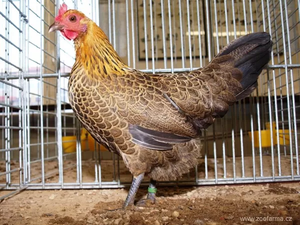zdrobnělá (zakrslá) česká slepice zlatá kropenatá