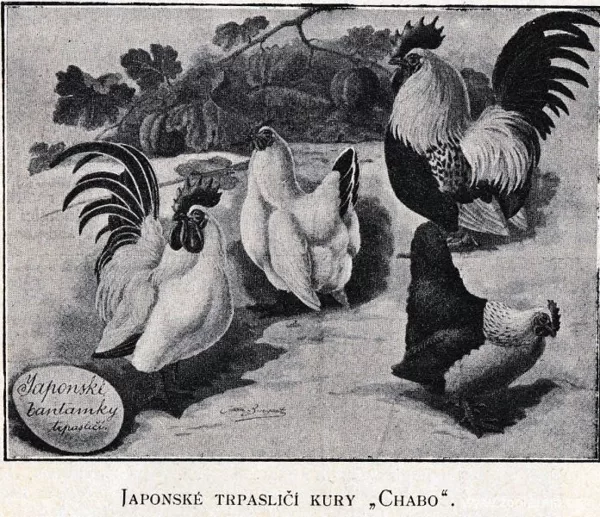 Japonské trpasličí kury Chabo, Svět zvířat, 1902