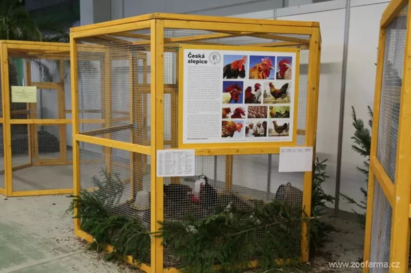 Propagační voliéra s expozicí rázů českých slepic a velko formátová tabule