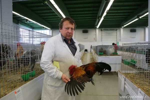 Posuzovatel drůbeže a chovatel českých slepic Vladimír Eisenreich z Vidic