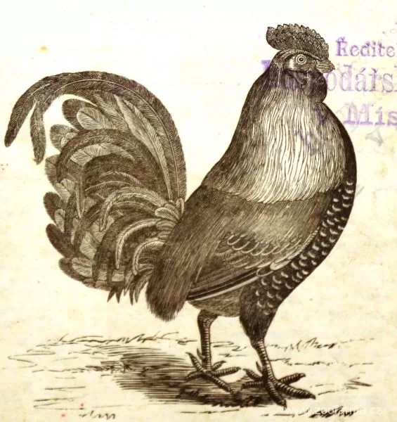 Dorkinka na dobovém snímku z roku 1896 v časopise Kuří dvůr.